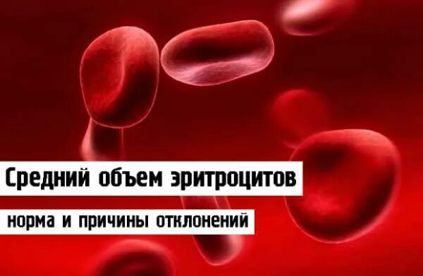 Эритроциты понижены в крови у мужчин причины. Средний объем эритроцитов. Повышение среднего объема эритроцитов причины. Средний объем эритроцита увеличен при. Средний корпускулярный объем эритроцитов.