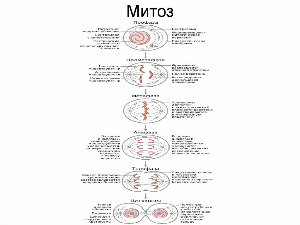 Митоз какой метод исследования. Фазы митоза таблица кратко. Митоз схема. Схема митоза таблица. Упрощенная схема митоза.