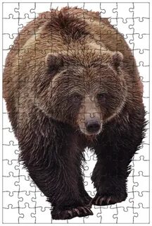 Медведь пнг