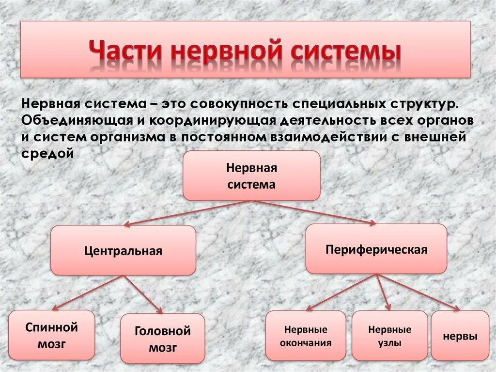 Дайте определение нервной системе. Части нервной системы. Части нервной системы схема. Нервная система часть нервной системы. Функции частей нервной системы.