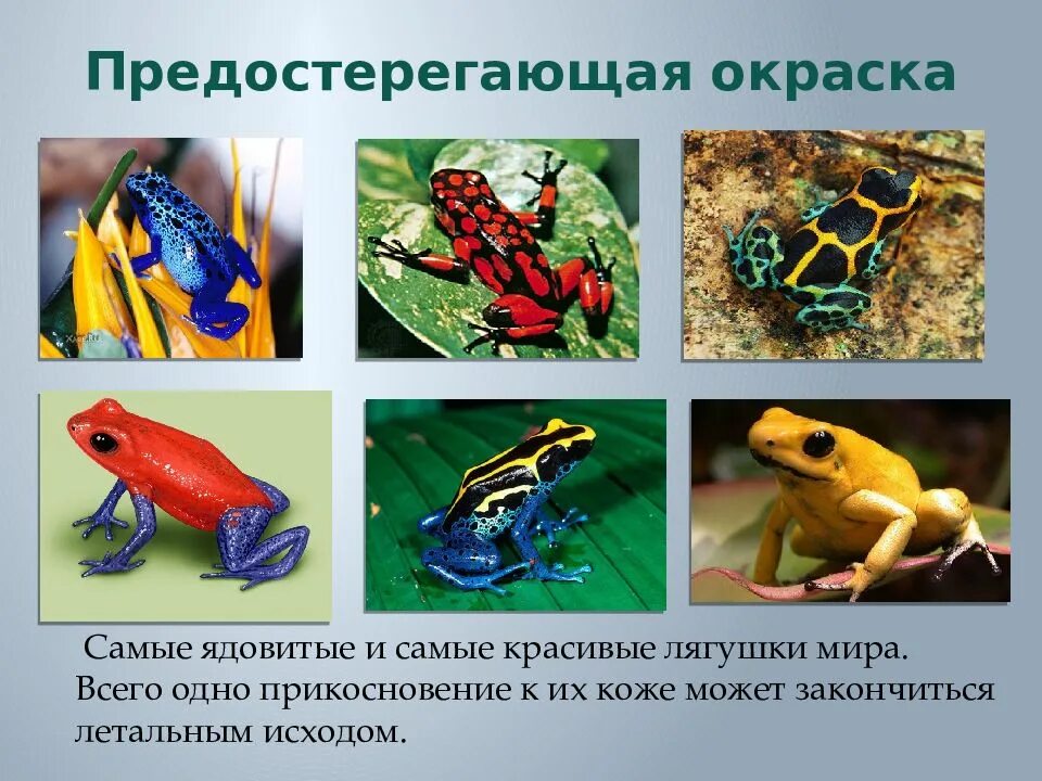 Виды защитной окраски разнообразны