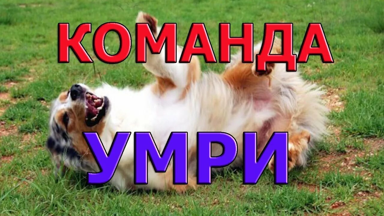 Как научить собаку команде умри. Как научить собаку команде умри
