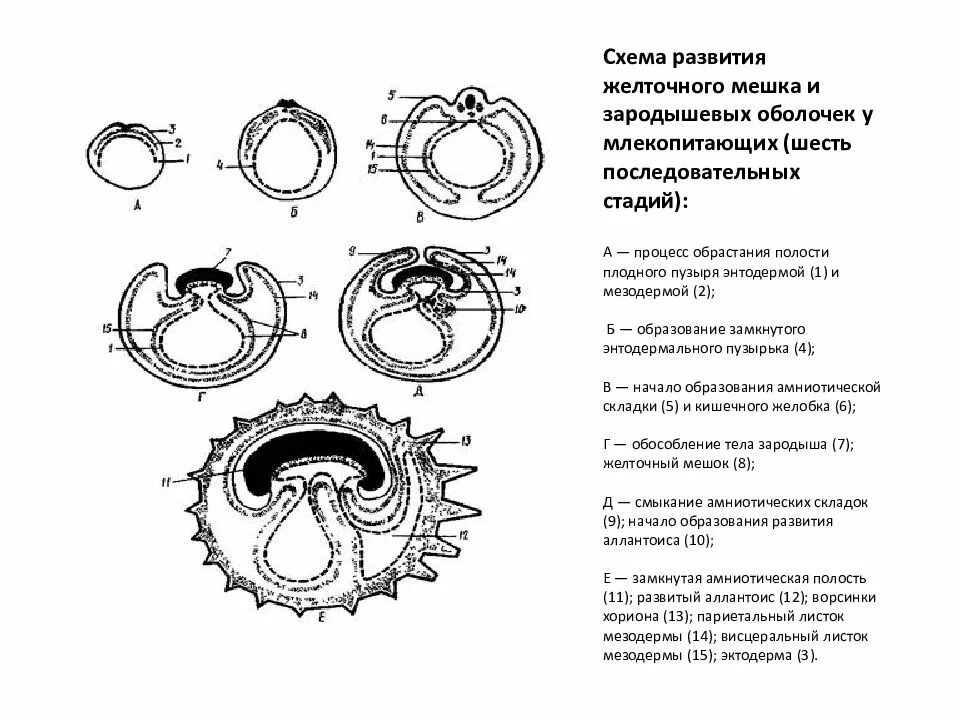 Функции зародышевых оболочек. Схема развития зародышевых оболочек у млекопитающих. схема развития зародышевых оболочек амниот. формирование внезародышевых оболочек млекопитающих. стадии развития зародыша и образования зародышевых оболочек амниот.