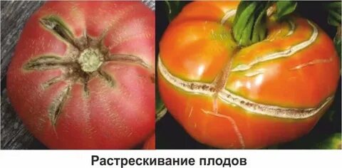 Почему у помидоров у плодоножки желтое пятно