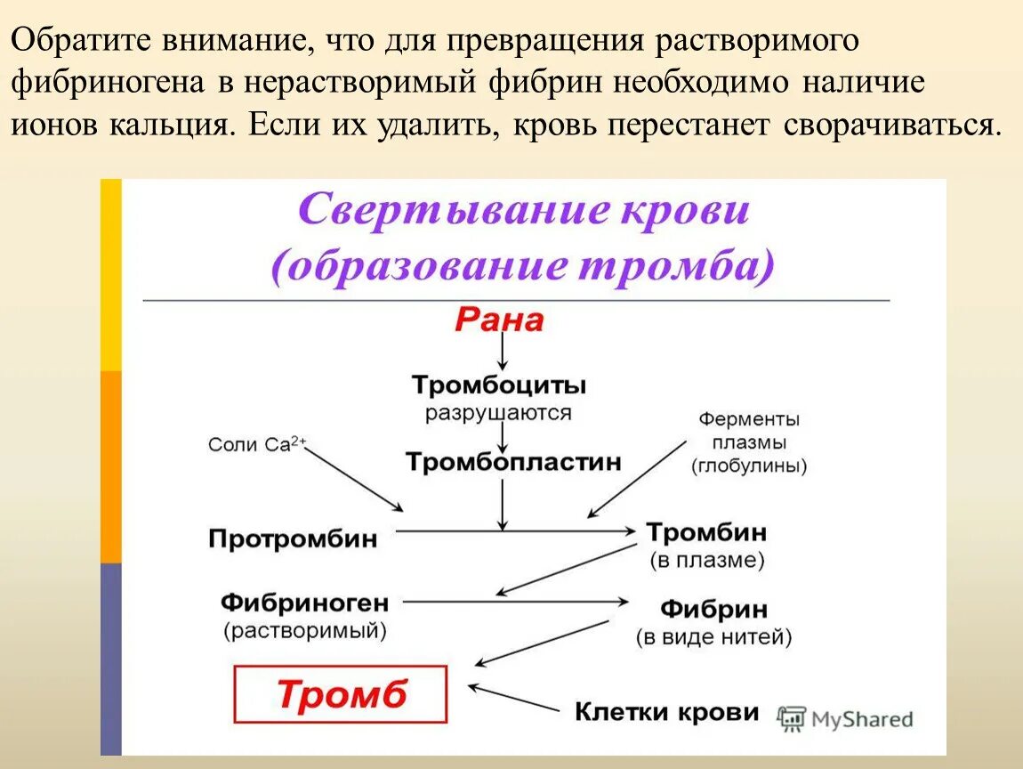 Образование тромба попадание факторов свертывания в плазме