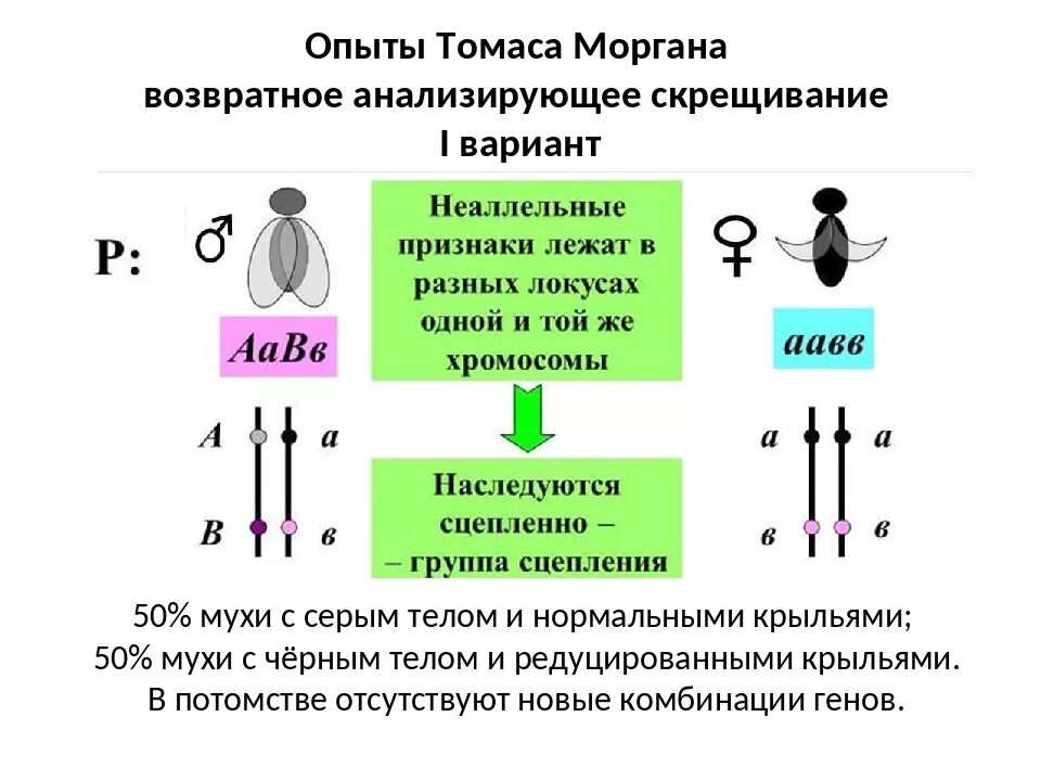 Теория сцепленного наследования Томаса Моргана. Опыты Томаса Моргана кроссинговер. Закономерности наследования т. Моргана. Сколько генотипов образуется при анализирующем скрещивании дигетерозиготы