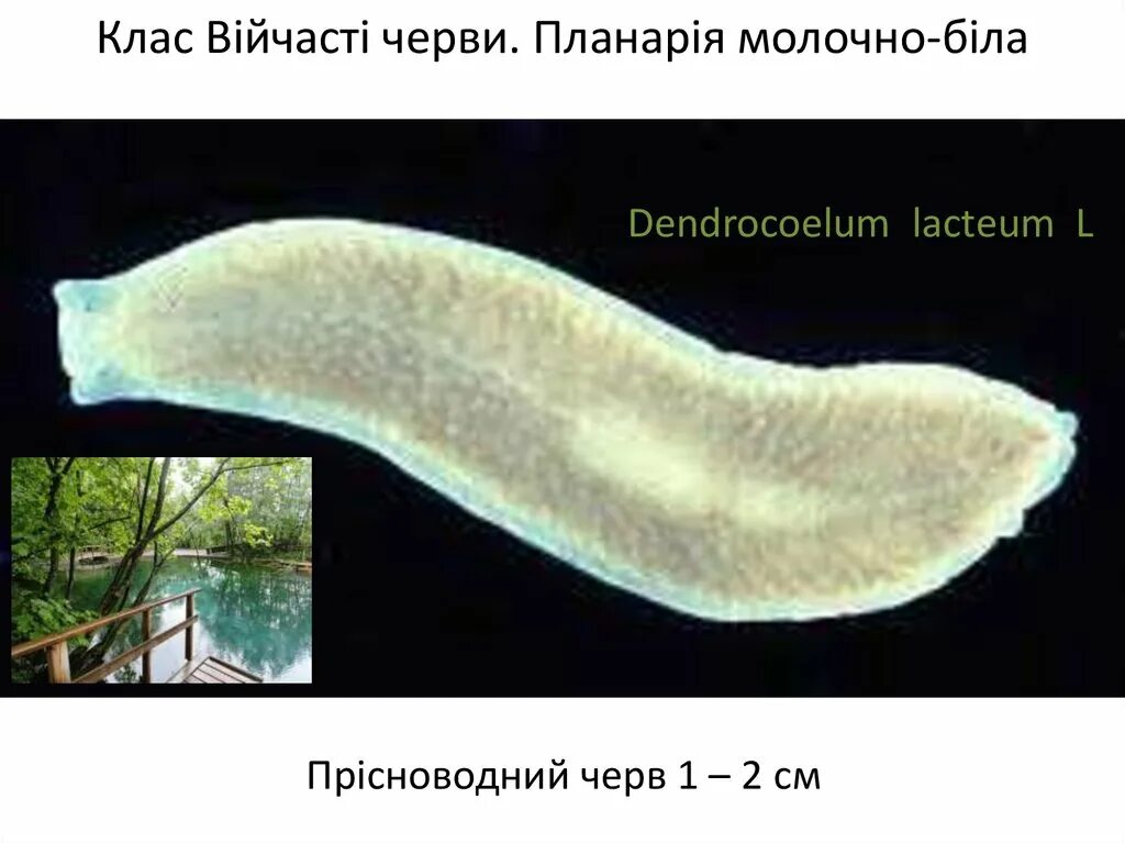 Как выглядит белая планария Презентация по теме "Плоские черви. Белая планария"