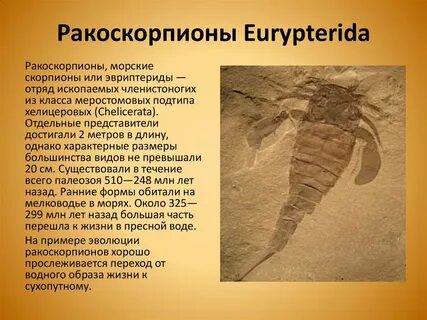 Первые скорпионы