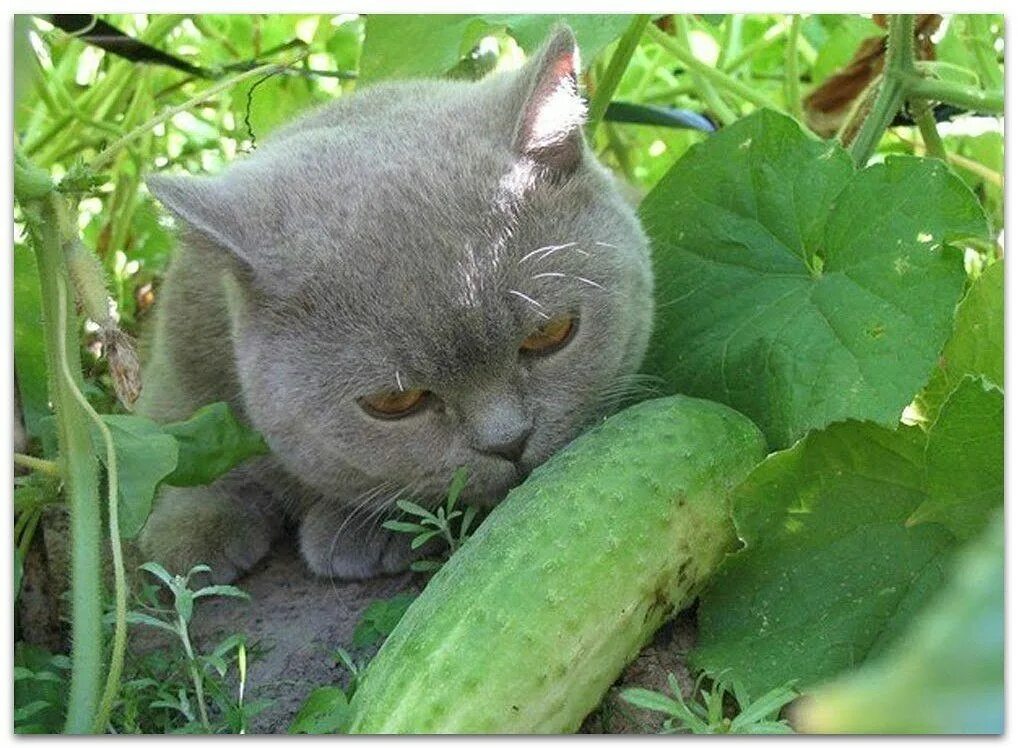 Кот в капусте. Кот на грядке. кот на даче. кошка в огороде. кот и огурец.