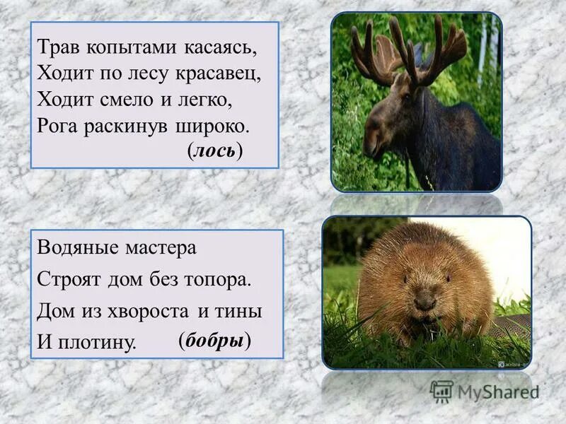 Земляные мастера строят дом без топора. Водяные мастера строят дом без топора. Строят дом без топора. Трав копытами касаясь ходит по лесу. Найти откадку водяная мастера строят дом без топора.