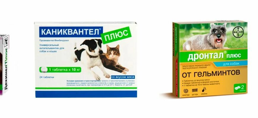 Как часто давать собаке глистогонное