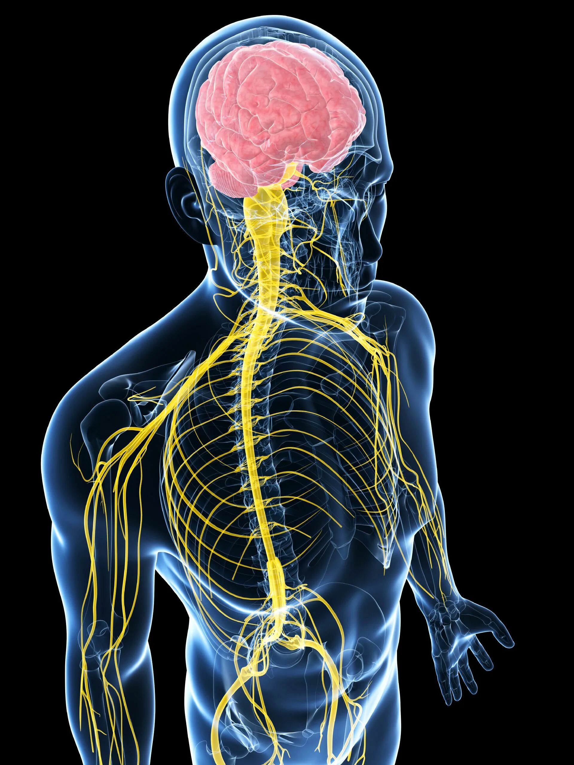 Nervous system brain. Центральная нервная система. ЦНС система человека. Организм человека нервная система. Нервы человека.