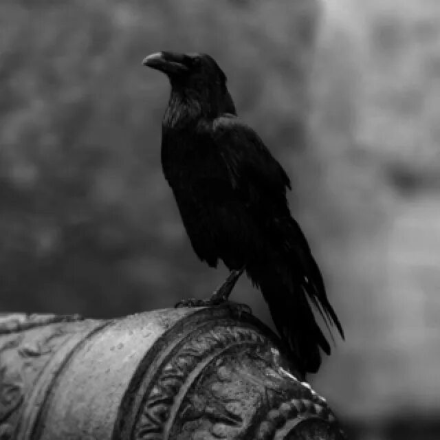 Corvus corax птица. Снежный ворон. Рейвен птица. Ворон арт. Черный ворон он.