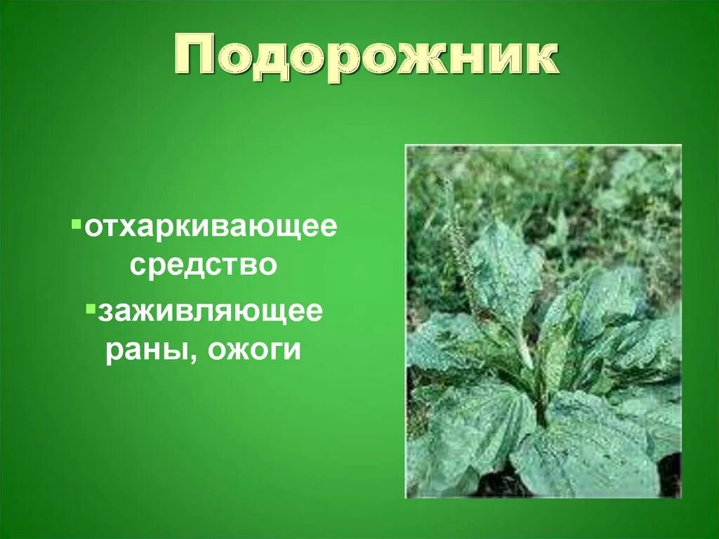 Лекарственные растения в доу. Лекарственные растения 7 класс. Доклад про одуванчик. Валериана лекарственная описание растения. Лечебные растения.