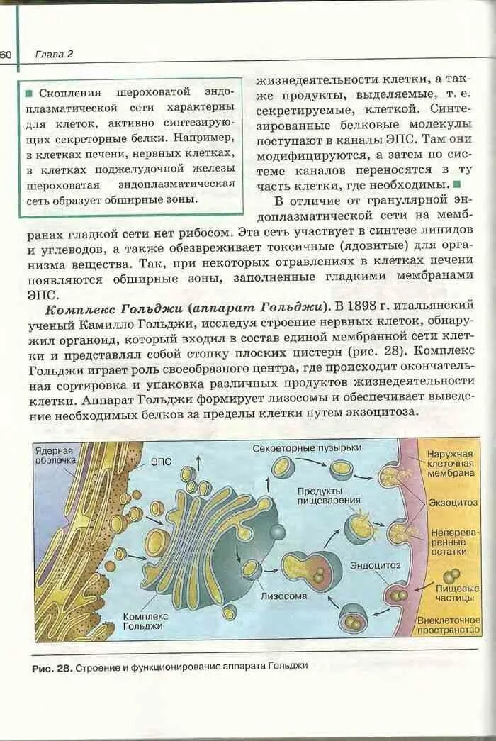 Учебник по биологии 8 класс сивоглазов читать. Биология 10 класс учебник Сивоглазов. Биология 10 класс параграф. Биология 10 класс учебник Агафонова. Учебник по общей биологии 10-11 класс.