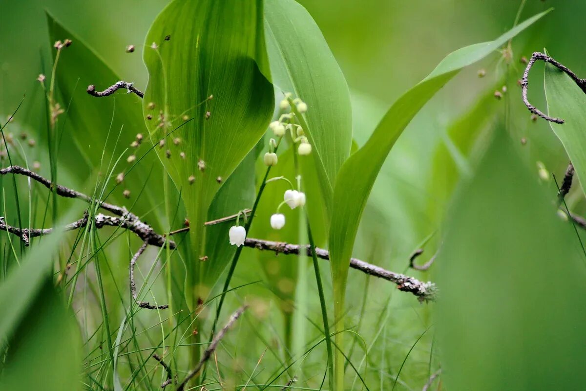 ландыши "первоцветы". пейзаж с ландышами. поле ландышей. поляна ландышей. пейзаж ландыши.