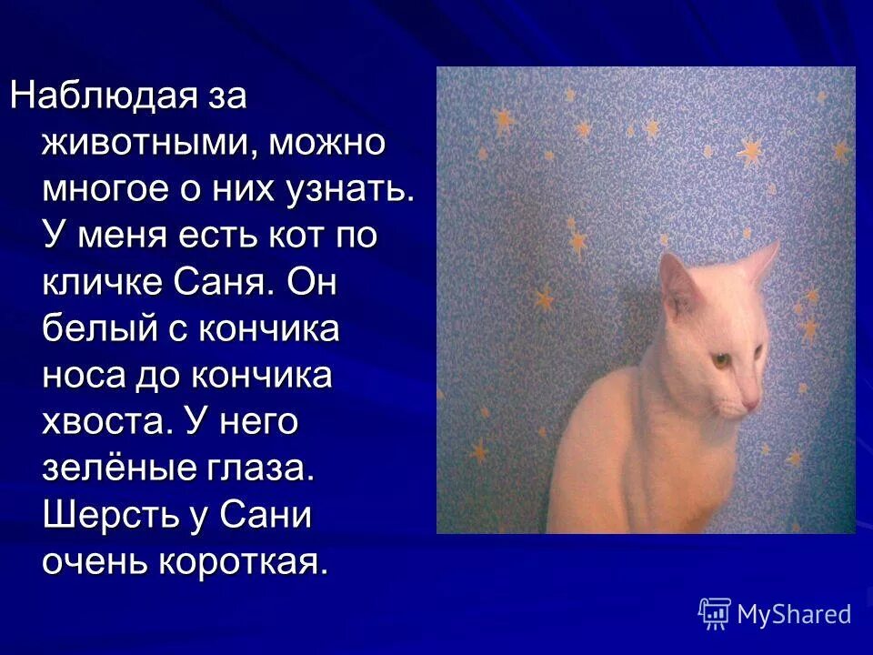 У меня был брат по кличке санек. Сочинение про наблюдение за животными. Сочинение наблюдая за животными. Сочинение на тему наблюдая за животными лучше понимаешь себя. Наблюдение за животными 4 класс литературное чтение.