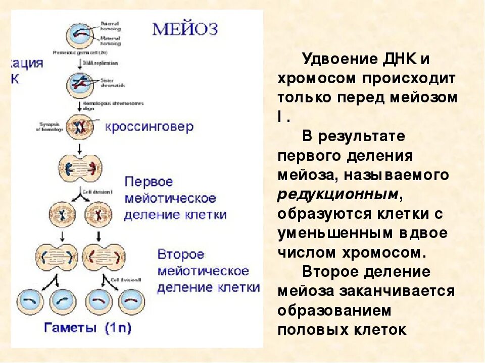 Процессы деления митоза и мейоза. Митоз и мейоз стадии деления. Таблица фазы мейоза и процессы 1 деление редуктивное. Фазы деления клетки митоз таблица.