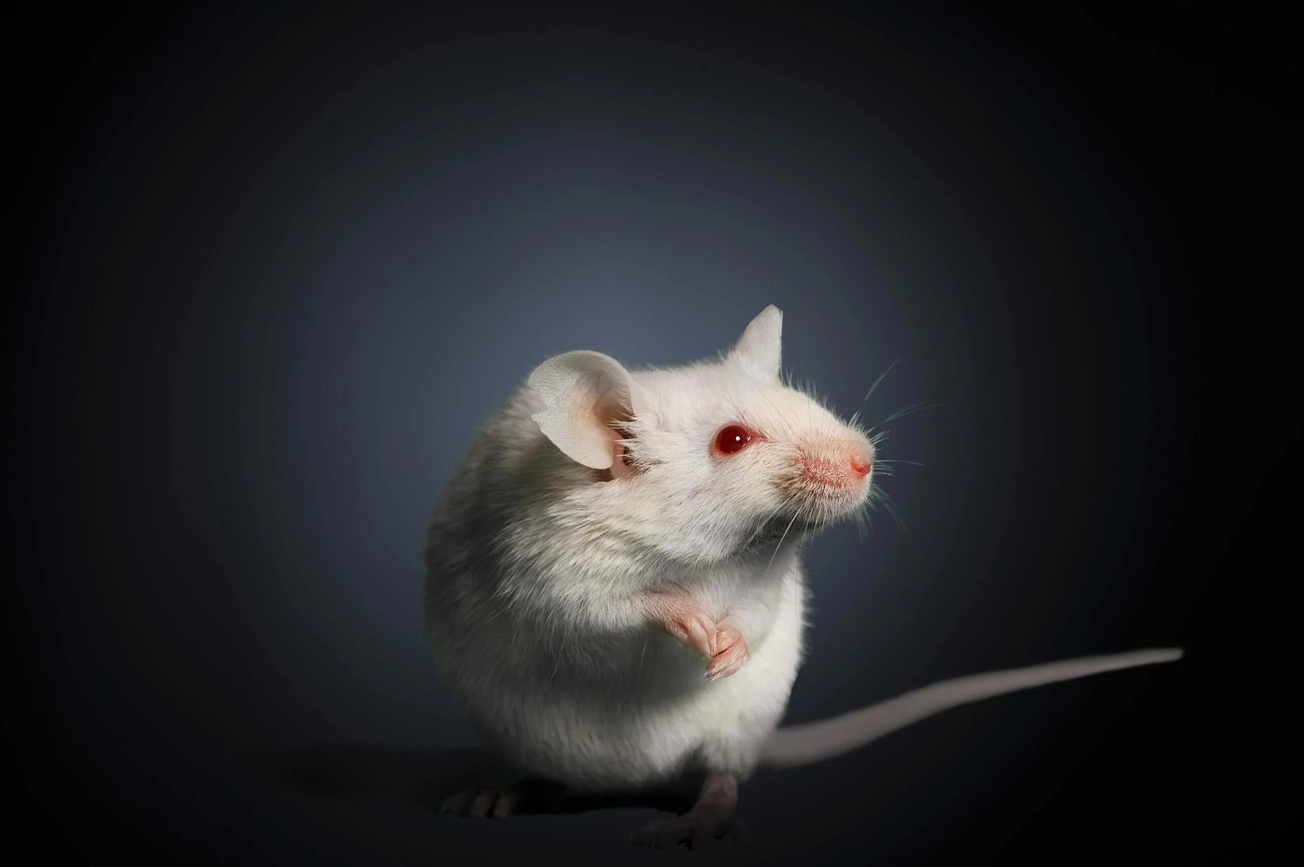 Белая мышь. Белый мышонок. Маленькие белые мышки. Мышь с красными глазами. К чему снится белая мышь во сне