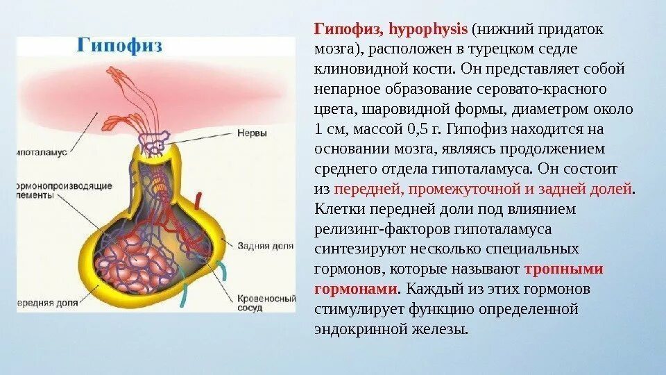 Гипофиз эндокринной. Анатомические структуры передней доли гипофиза. Эндокринные железы гипофиз. Строение гипофиза железы внутренней секреции. Гормоны передней доли гипофиза и их функции физиология.