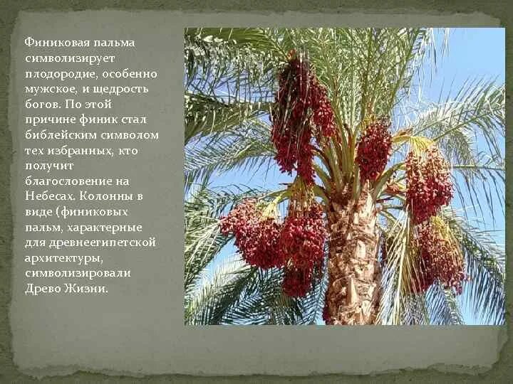 Финиковая пальма в африке. Финиковая пальма в южной америке. Финиковая пальма. Описание финика. Описание финика.