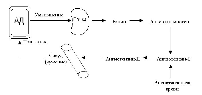 Ренин-ангиотензиновая система. Ренин-ангиотензин-альдостероновая система. Ангиотензин схема. Ренин-ангиотензивная система крови.. Сужение сосудов повышение давления