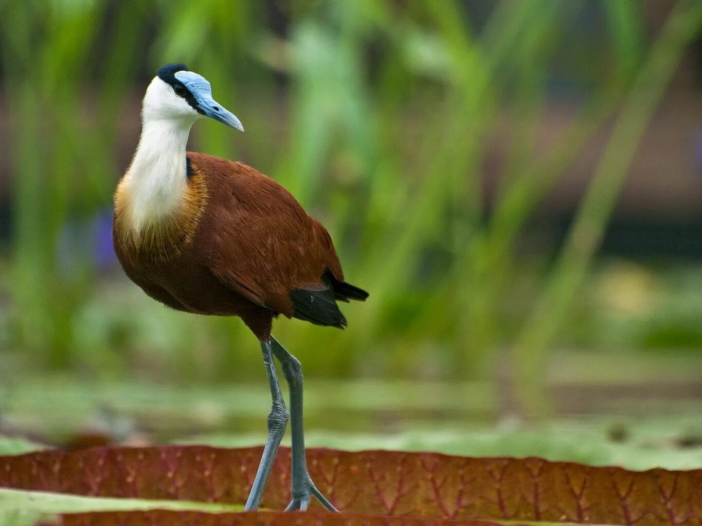 Длинноногие птицы. Необычная длинноногая птица. Хохлатый ибис. Ходулочник птица. Африканская якана птица.
