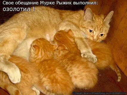 Забавные истории котят