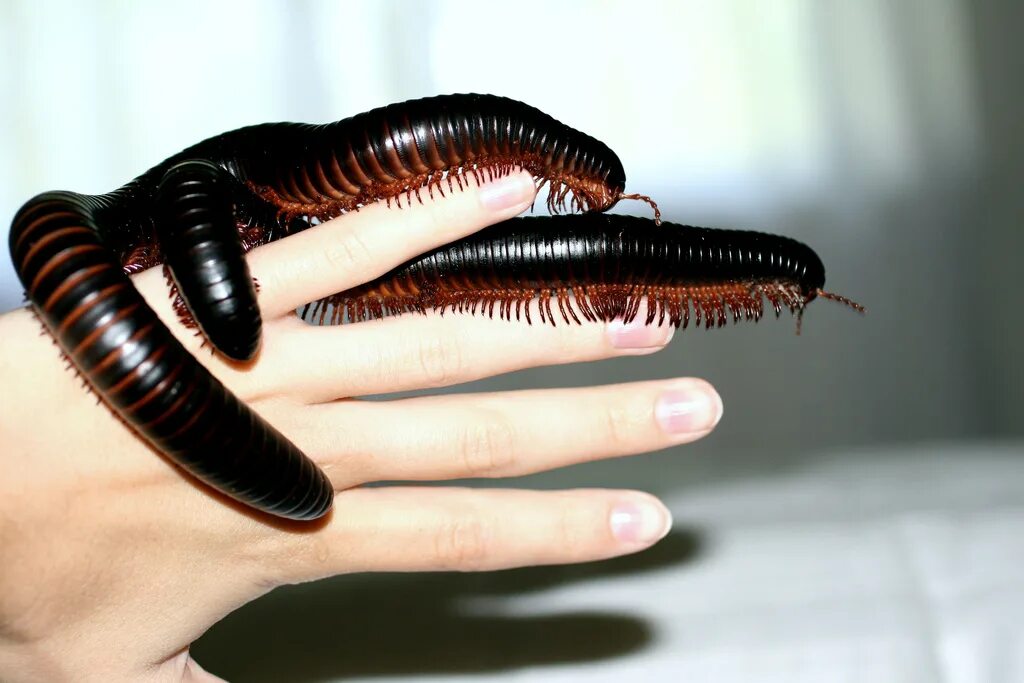 Гигантский кивсяк Archispirostreptus Gigas. Многоножка Millipede. Кивсяк это