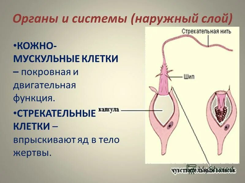 Для каких животных характерно наличие стрекательных клеток. Стрекательные клетки функции. Роль стрекательных клеток. Кожномскульные клетнки стрекательные клетки. Стрекательные клетки слой клеток.