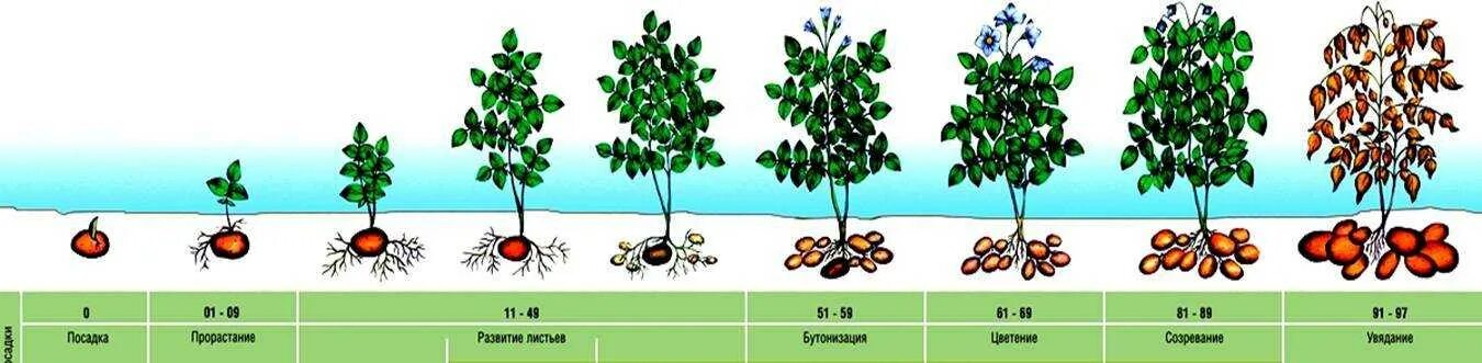 Сроки вегетации у растений. Картофель этапы вегетации. Фазы развития картофеля. Период вегетации у растений что это у картофеля. Картофель вегетац период вегетации.