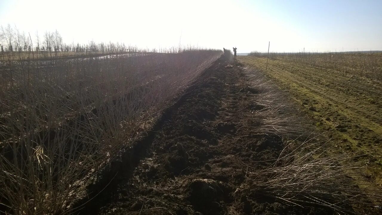 Подвои всл. Подвои всл
