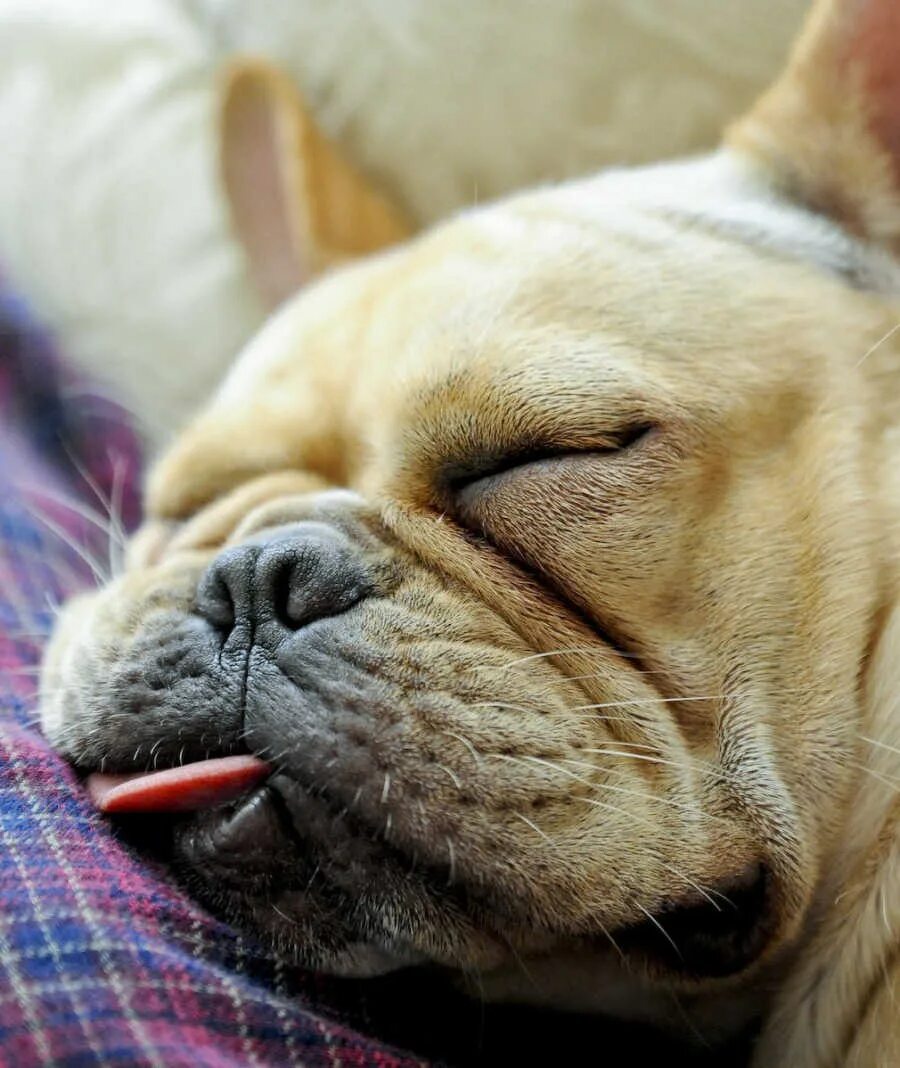 Английский бульдог храпит. Бульдог храпит. Фото спящего английского бульдога. Спящий бульдог. Плоскомордые породы собак.