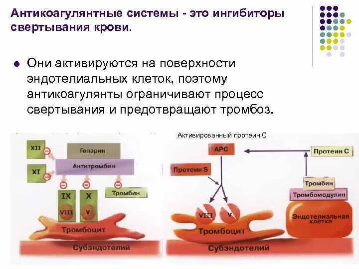 Ферменты свертывания крови. Противосвертывающая антикоагулянтная система крови. Гемостаз механизмы свертывания крови. Схема противосвертывающей системы крови. Ингибиторы процесса свертывания крови.