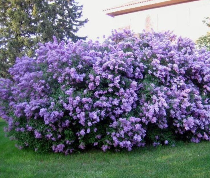 Куст с лиловыми цветками. Сирень вольфа куст. кустарниковая сирень. сирень блю дануб. сирень венгерская изгородь.