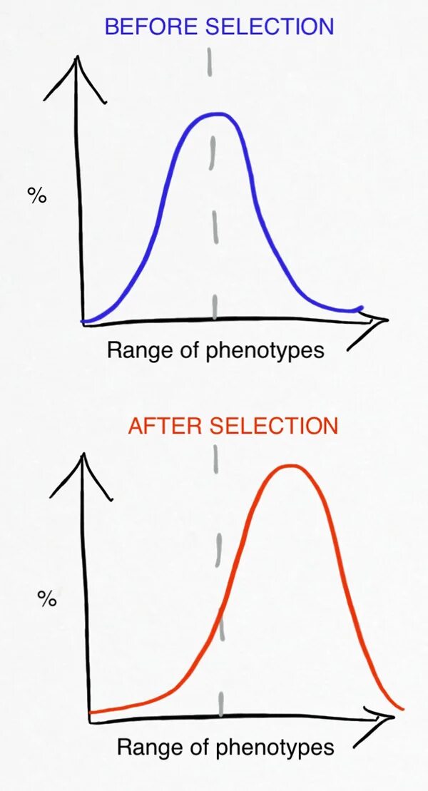 Select before. Stabilizing natural selection. directional selection examples. directional blocking graph примеры. disruptive selection.