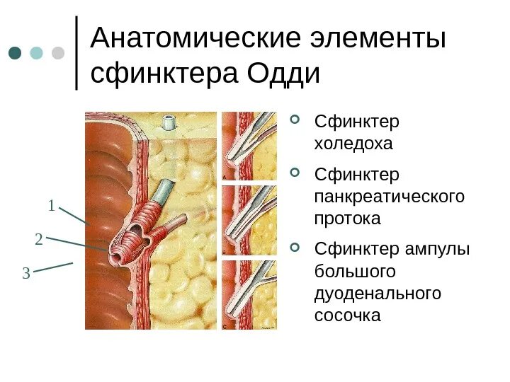 Анатомические элементы сфинктера Одди. Желчный пузырь сфинктер Одди анатомия. Поджелудочная железо сфенктер Одди. Строение поджелудочной железы сфинктер Одди.