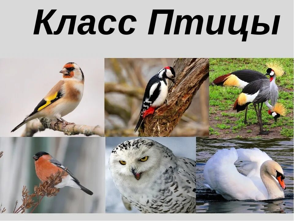 Класс птицы примеры животных. Класс птицы. класс птицы презентация. биология класс птицы. биология тема птицы.