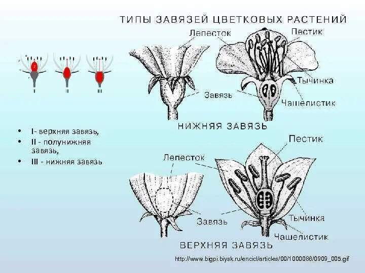 Какую функцию в цветке выполняет завязь ответ. Строение завязи пестика лилии. Верхняя и нижняя завязь. Нижняя завязь у растений. Пестик с верхней завязью.