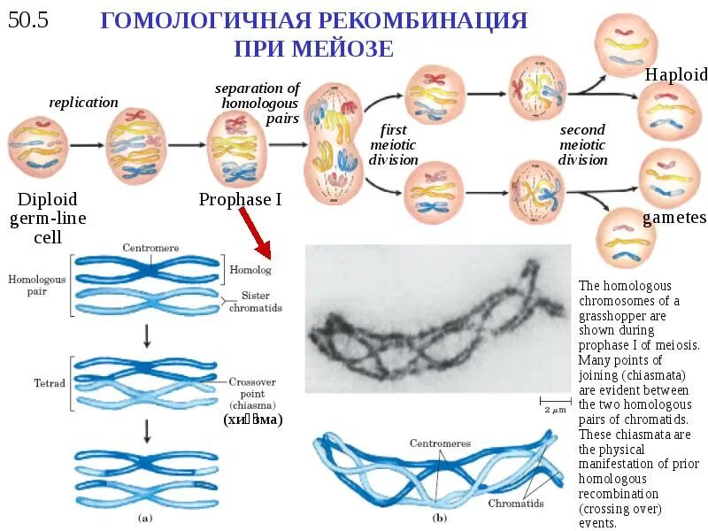 Гомологичная рекомбинация репарация. Рекомбинация генетического материала. Рекомбинация генетического материала мейоз. Генетическая рекомбинация в мейозе. Перекомбинация генов в мейозе