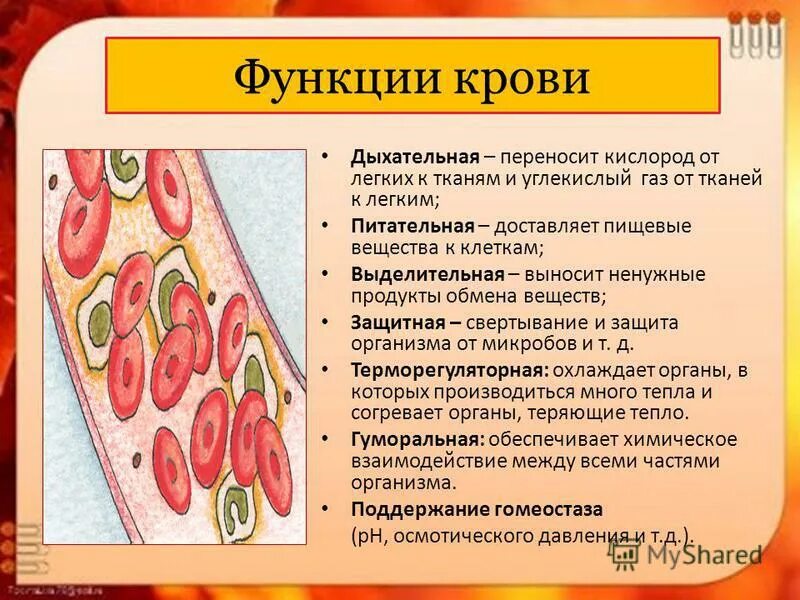 Функцию переноса углекислого газа выполняет. Кровь переносит питательные вещества. кровь функция орган. дыхательную функцию крови выполняют. клетки крови переносят питательные вещества.