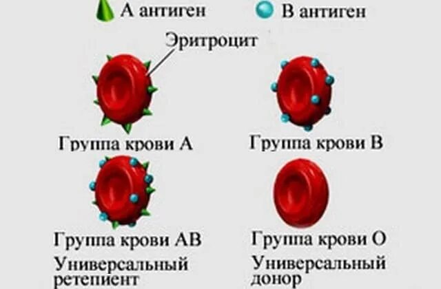 Антиген эритроцитов первой группы крови