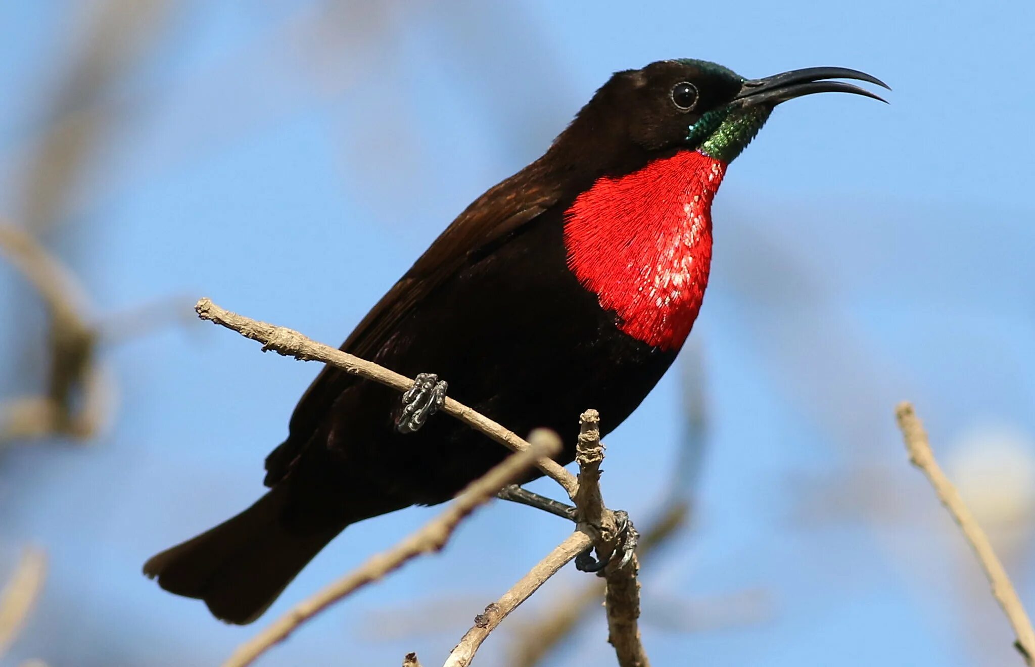 Қызыл ала. Chalcomitra senegalensis). Яркокрасногрудая нектарница. Scarlet-chested Sunbird. Нектарница птица.