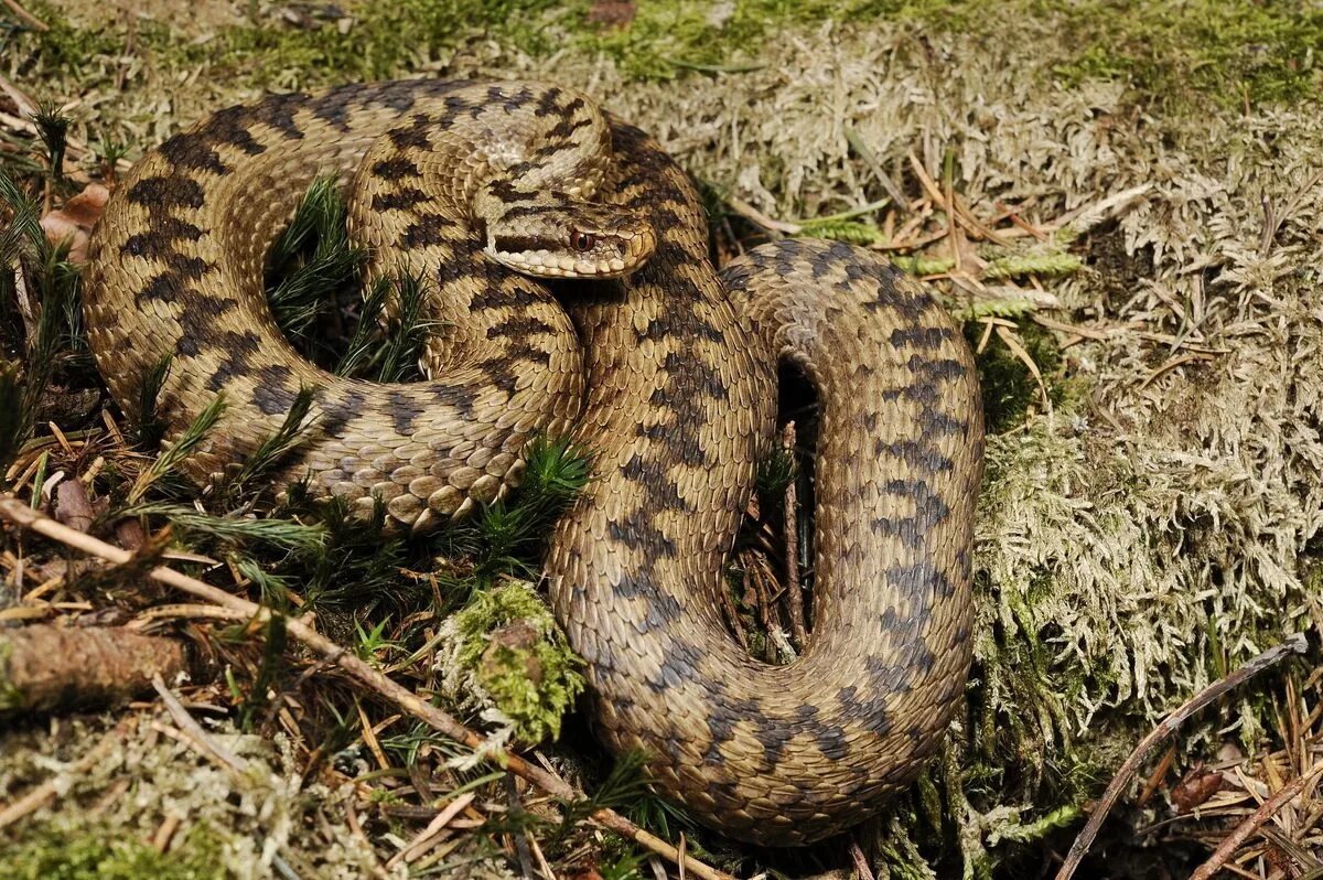 Гадюки в москве. Обыкновенная гадюка (Vipera berus). Гадюка Болотная. Гадюка Лотиева. Гадюка обыкновенная Болотная.