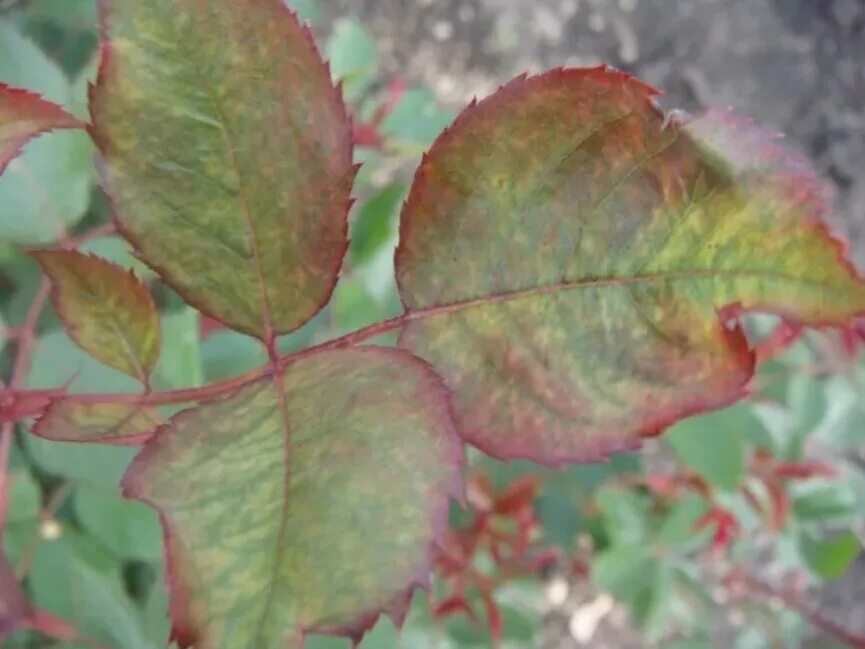 Красные края листьев. Железный хлороз роз. Пурпурная пятнистость роз. Хлороз яблони. Красная Кольцевая пятнистость голубики.