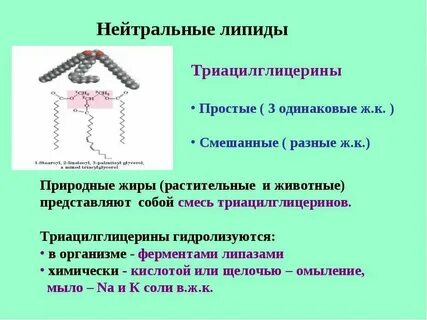 Липиды обладают ферментативными функциями