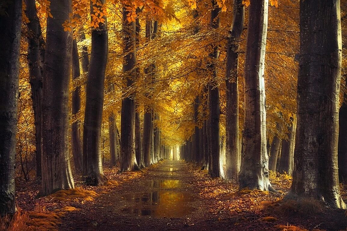 Лес после дождя. Осенний дождливый лес. Золотой лес. Золотистый пейзаж. Golden roads