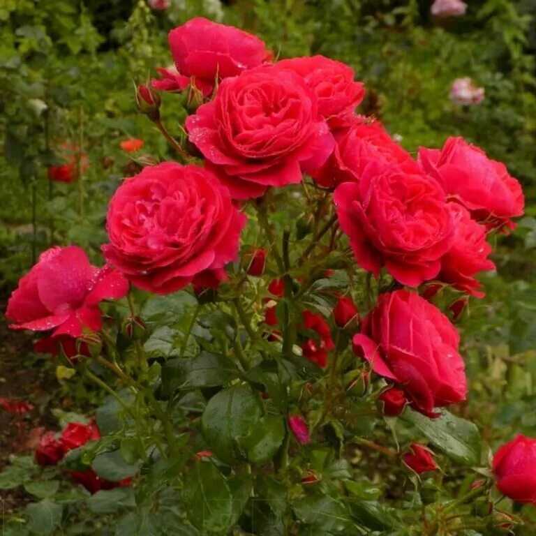 Черри герл. Роза черри герл. Роза флорибунда cherry girl. Роза кордес черри герл. Флорибунда черри герл.