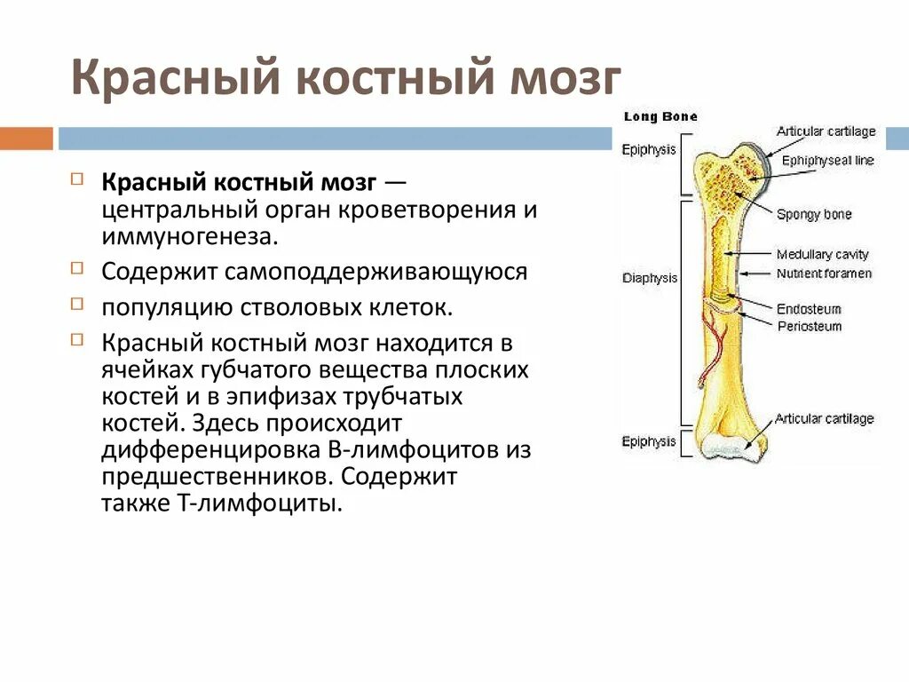 Красный мозг костей. Красный костный мозг расположение строение функции. Красный костный мозг структура функции. Трубчатая кость красный костный мозг. Функции красного и желтого костного мозга таблица.