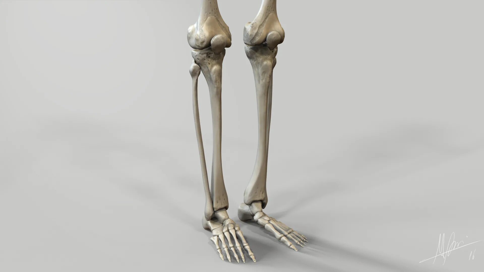 Берцовая кость в скелете. Кости голени на скелете. Скелет человека берцовая кость ноги. Стопа кости берцовая кость.